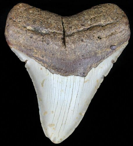 Megalodon Tooth - North Carolina #59117